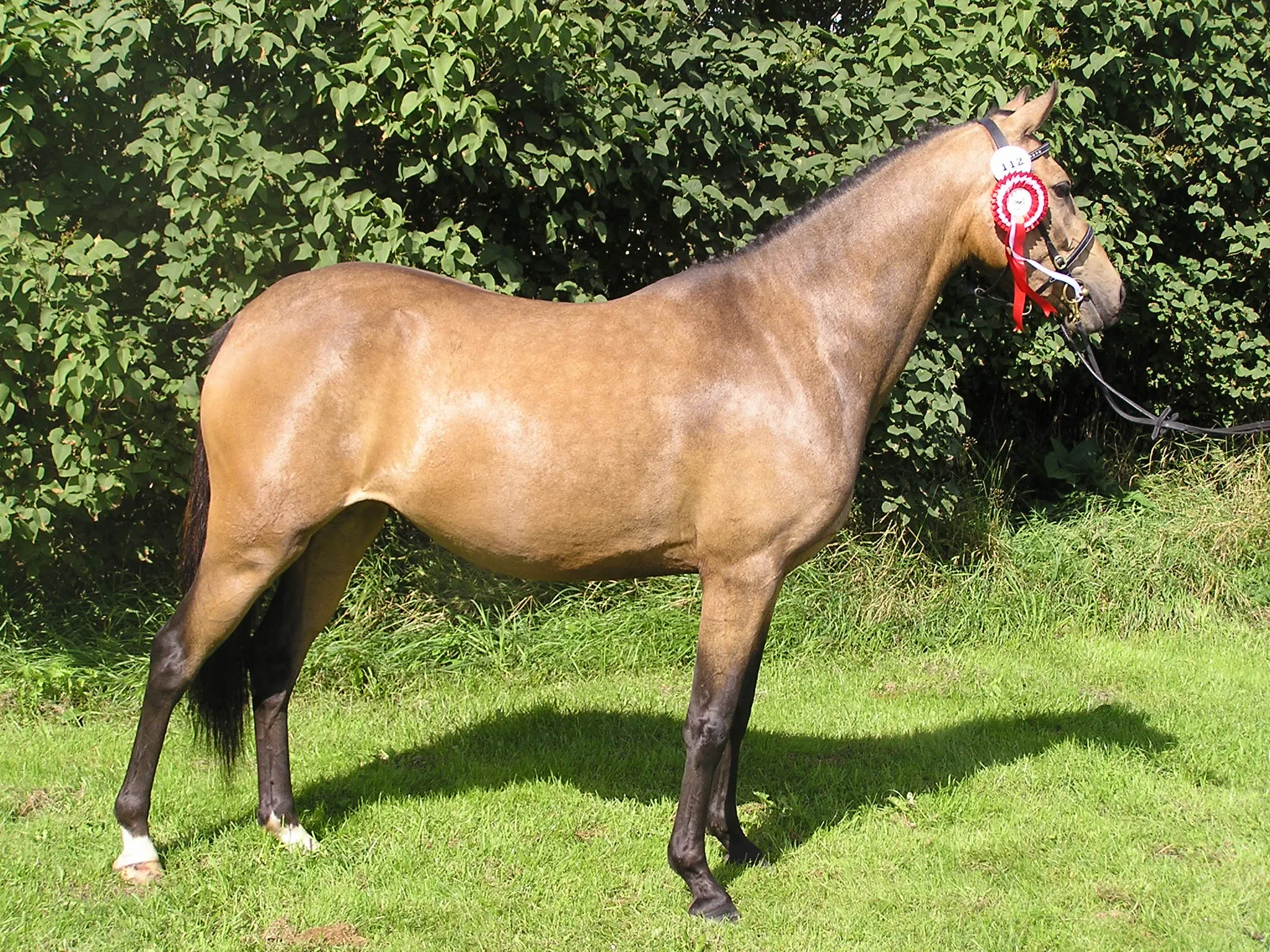 Schrøter's Camp Gini DSP