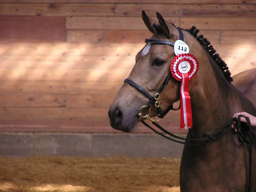 Schrøter's Camp Gini ved kåring