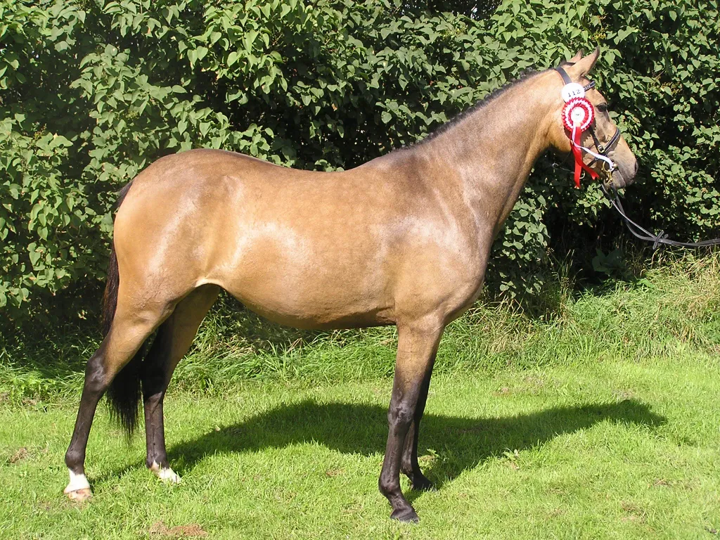 Hopper — avlsdyr fra Stald Schrøter