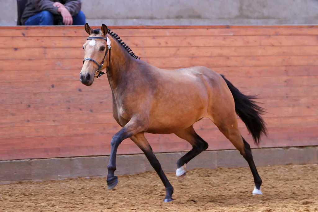 Schrøter's Camp Gini portræt