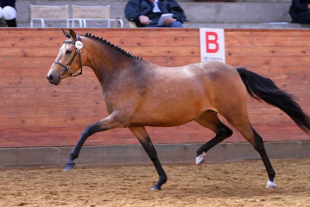 Schrøter's Camp Gini sideprofil