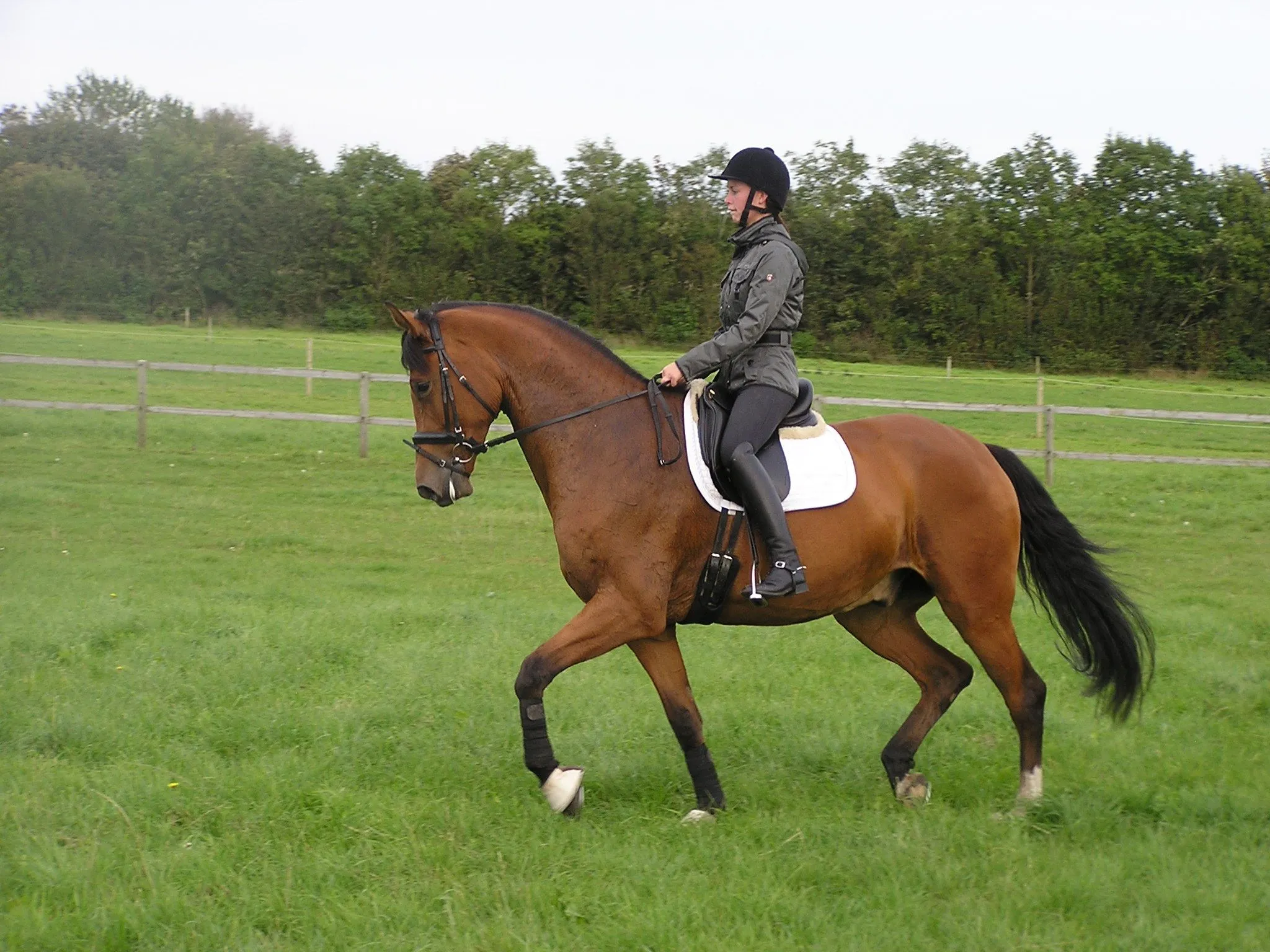 Schrøters Don de Luxe