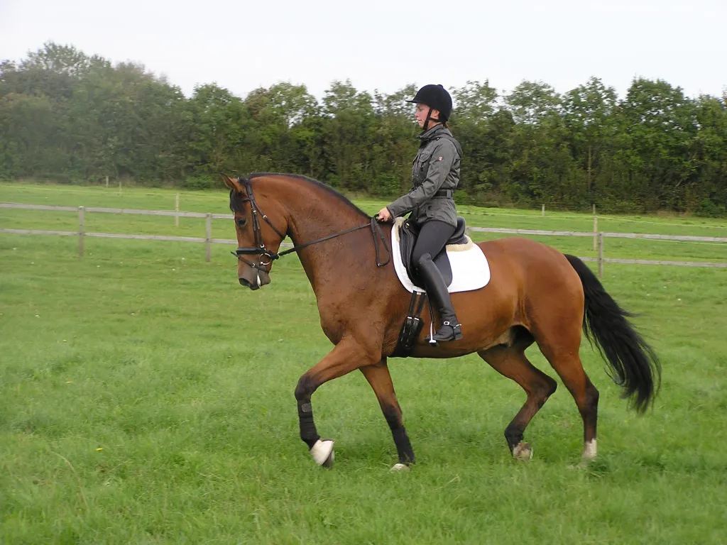 Schrøters Don de Luxe