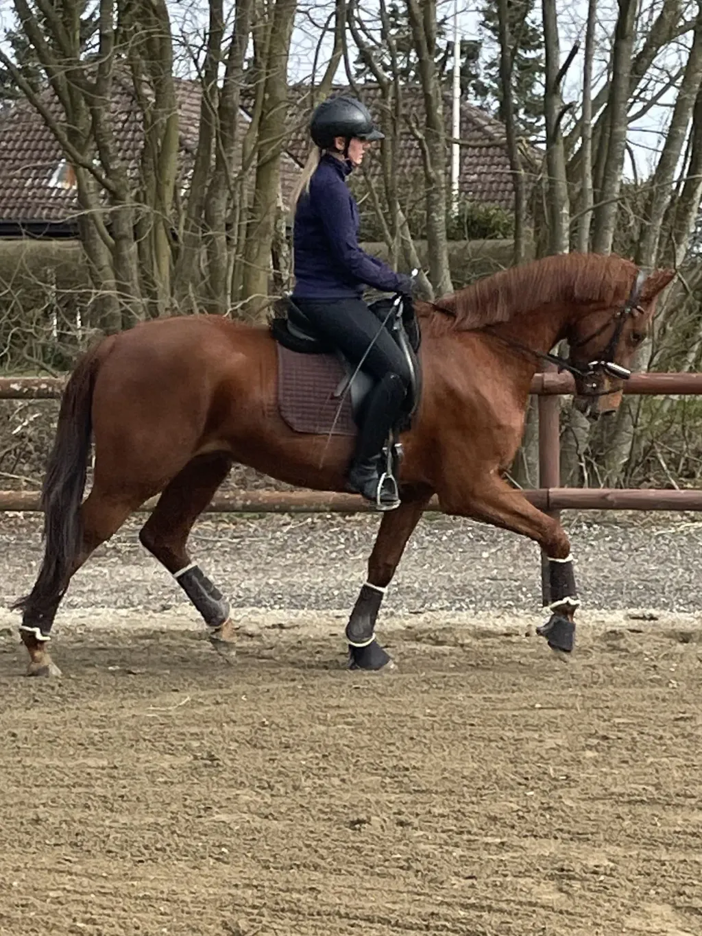 Schrøter's Fair Fellow portræt