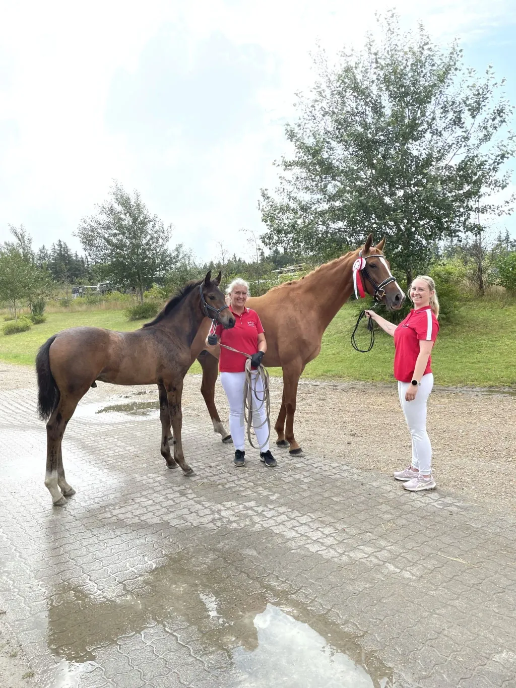 Ungheste under udvikling