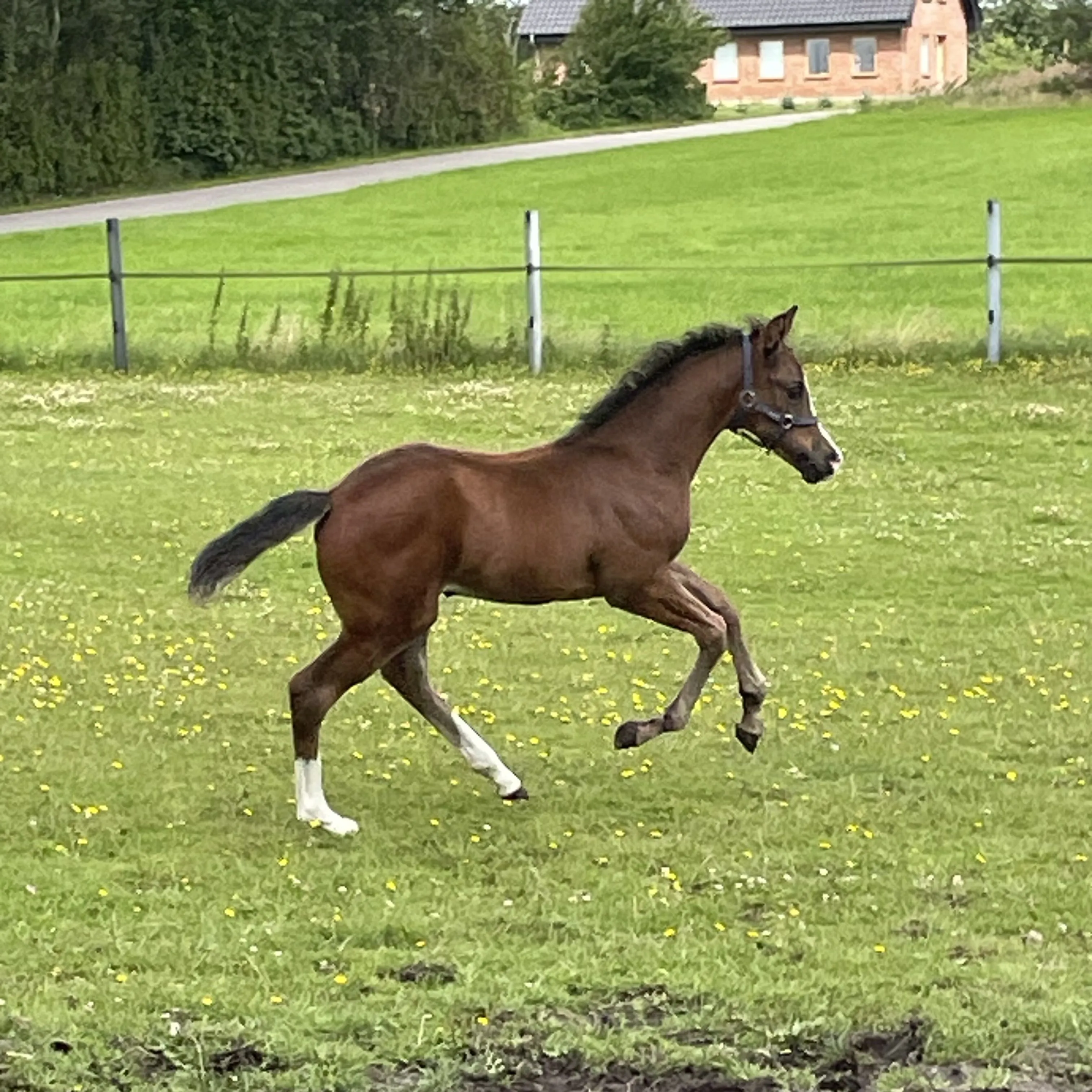 Schrøter's Just Fine portræt