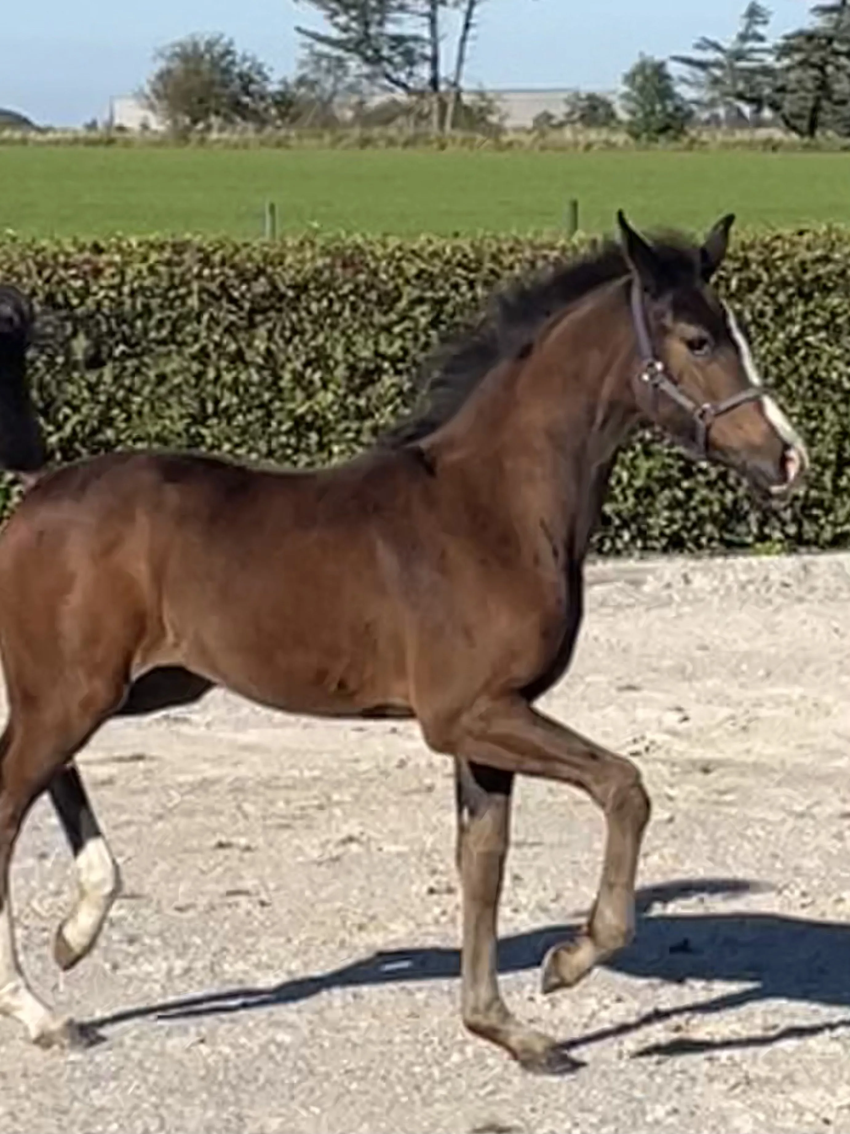 Schrøter's Just Fine i bevægelse