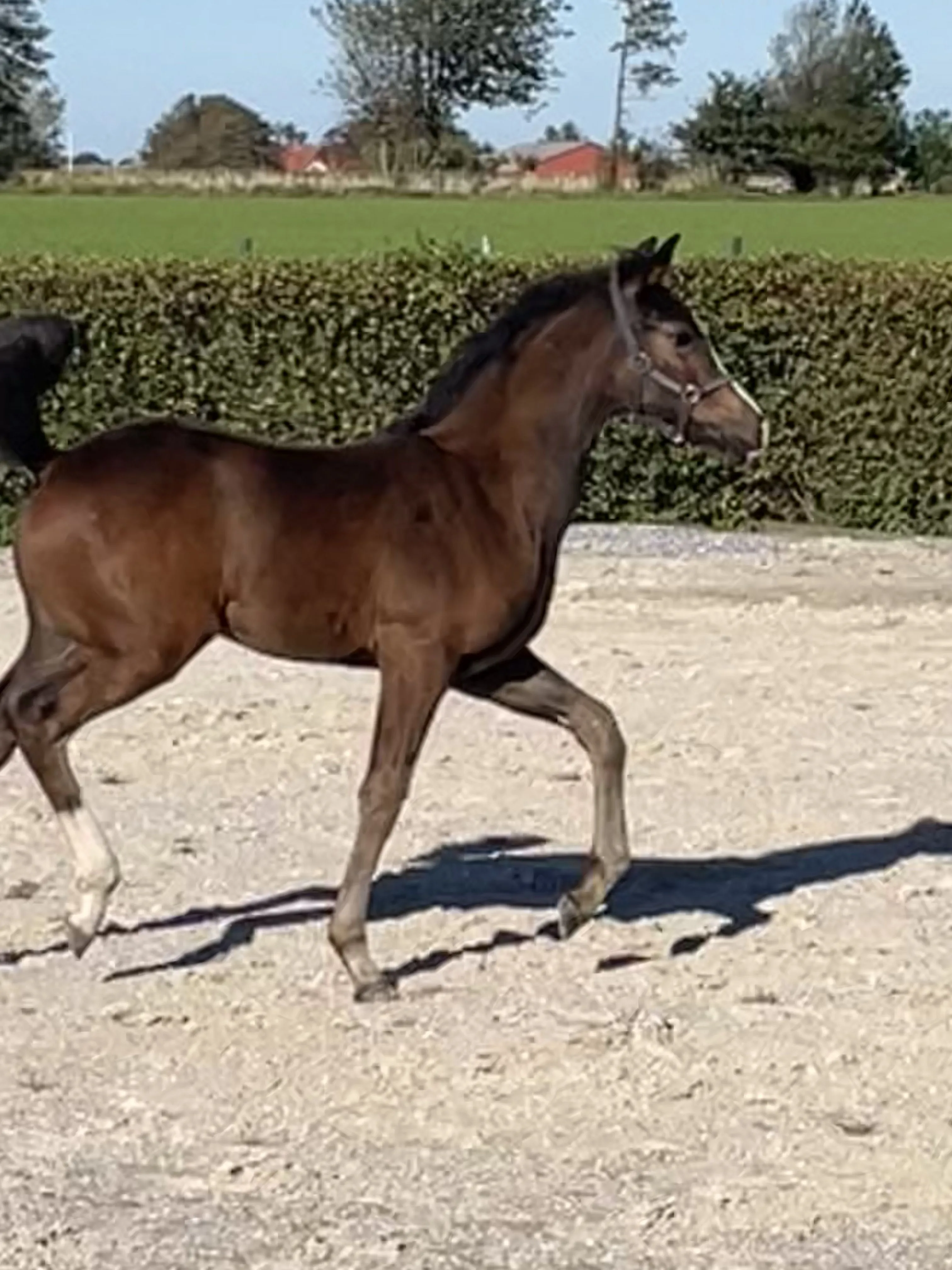 Schrøter's Just Fine i folden