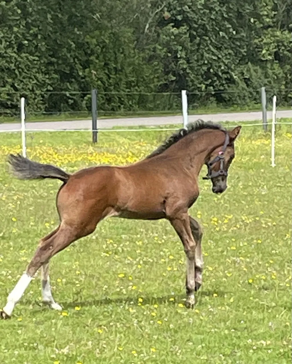 Schrøter's Just Fine opstillet