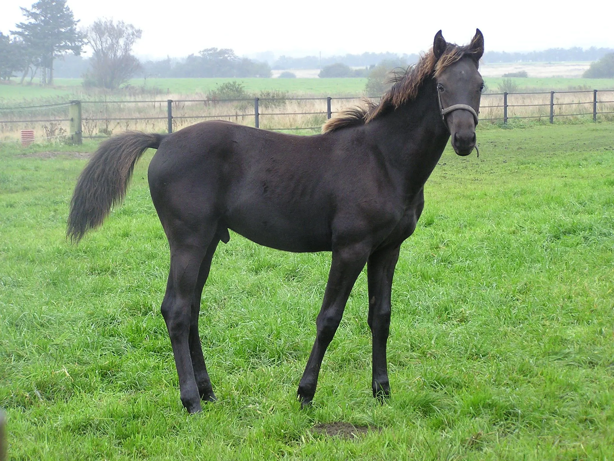 Schrøters Kasijo i bevægelse