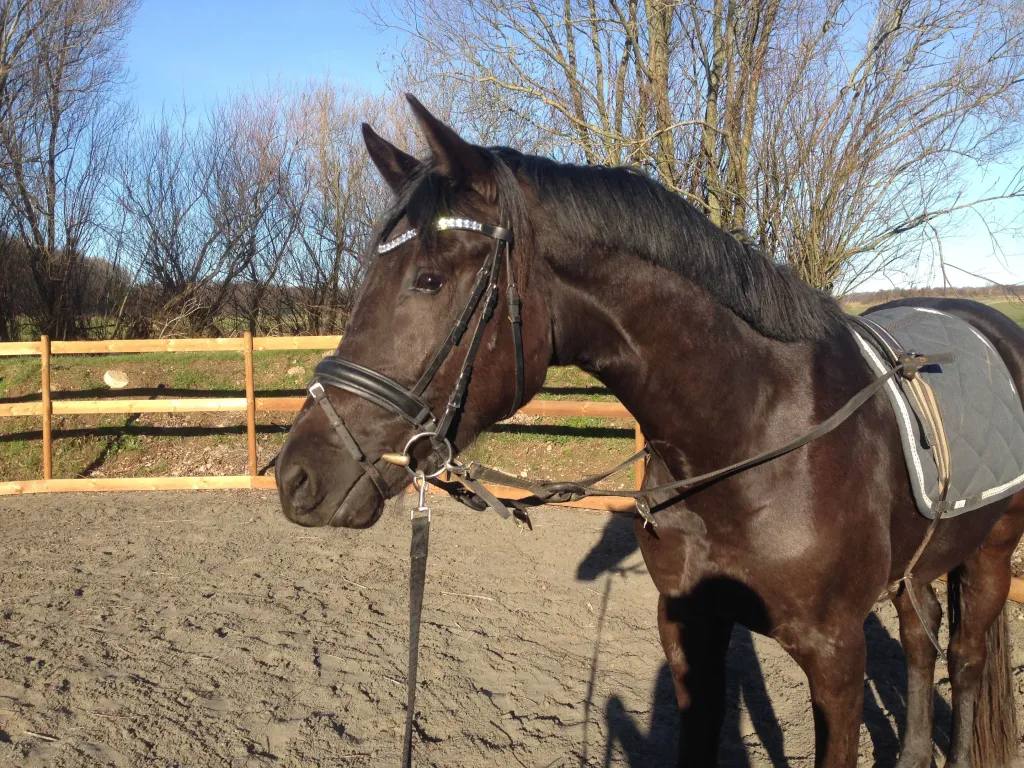 Schrøters Kasijo stævne