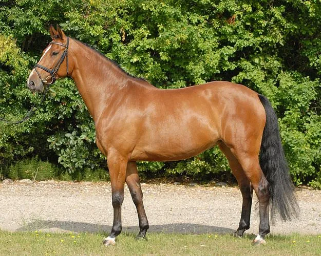 Schrøters Romani RDH