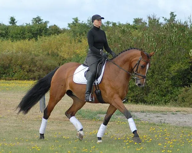 Schrøters Romani RDH portræt