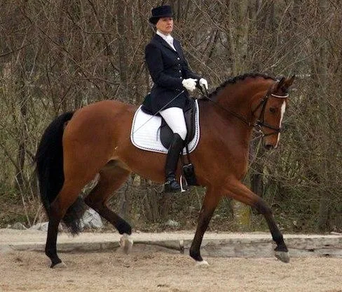 Schrøters Romani RDH