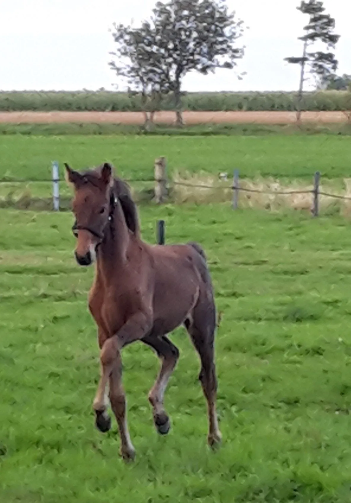 Schrøter's Rosanti portræt