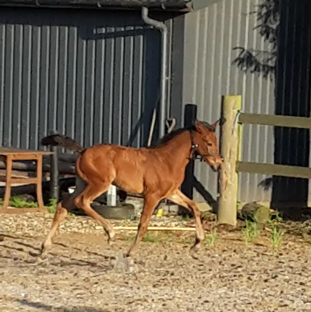 Schrøter's Rosanti opstillet