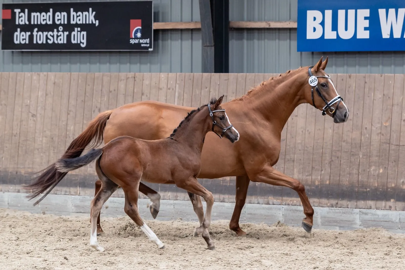 Schrøter's Spin on Magic