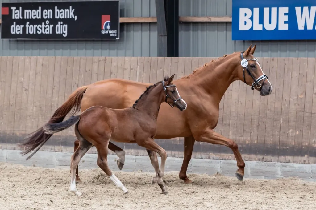 Schrøter's Spin on Magic