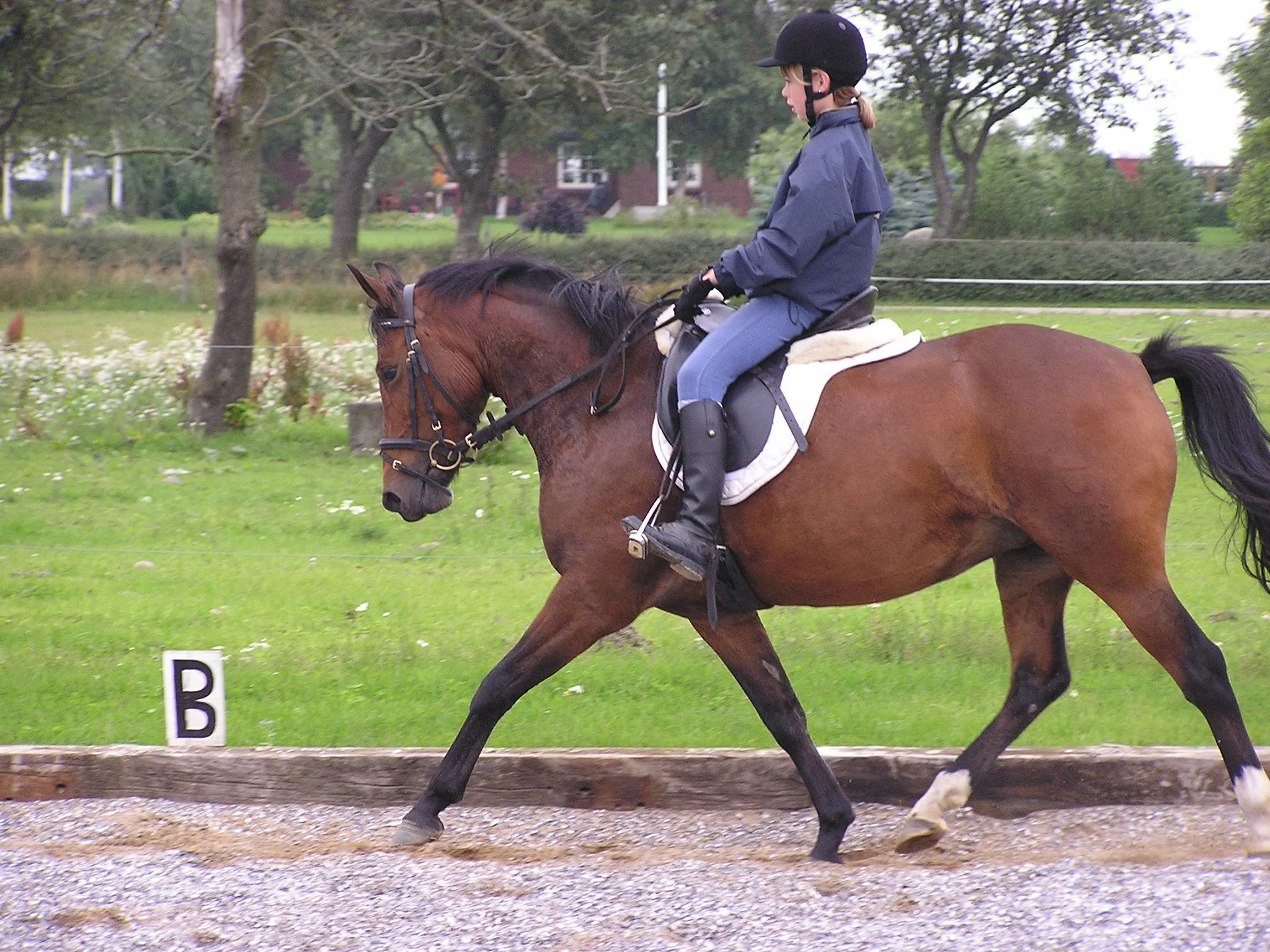 Schrøters Zippolina DSP