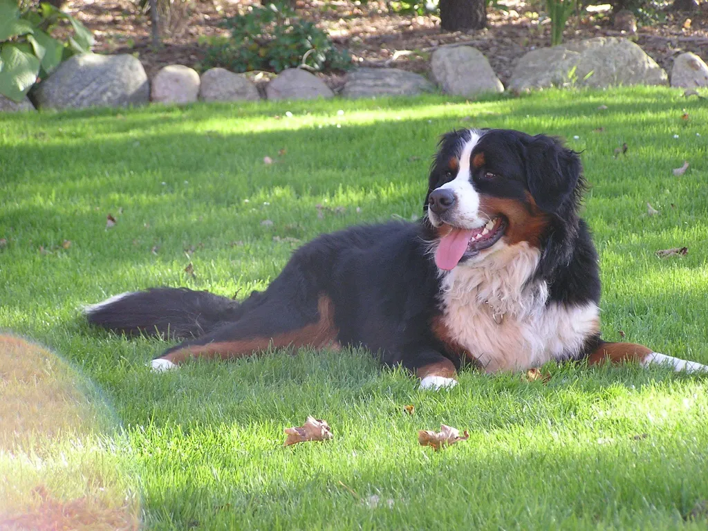 Vores hanhund Funder